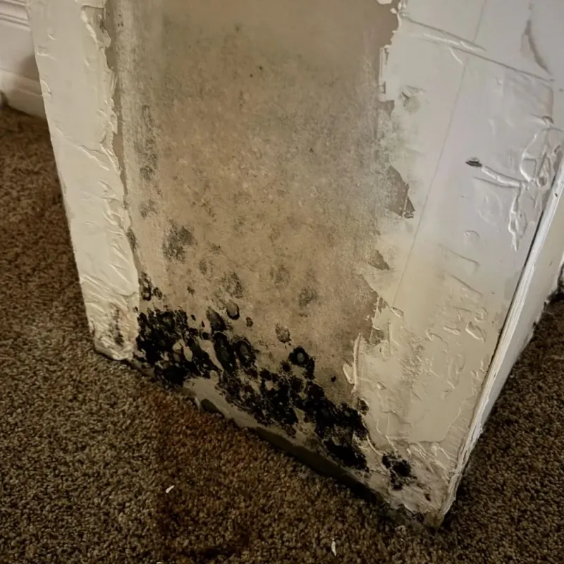 Professional Mold Removal in Bogata, TX